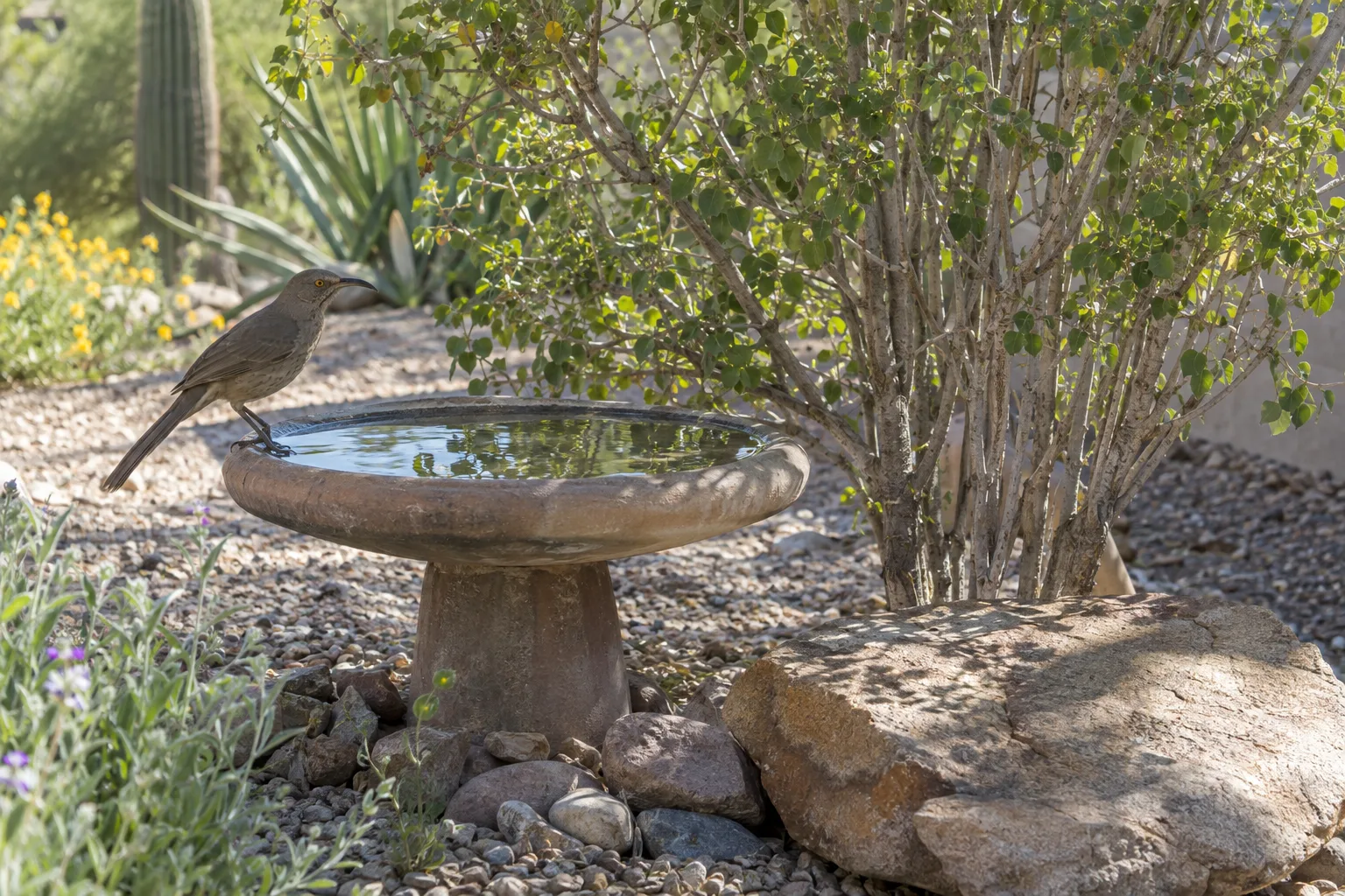 Shallow birdbath with a flat rock near desert shrubs in a Queen Creek yard