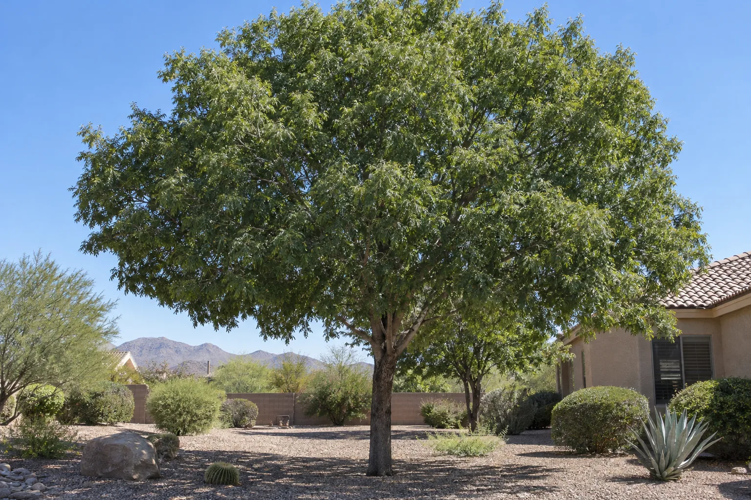 Shamel ash, a large shade tree with a straight trunk and broad dense canopy of glossy dark green leaves