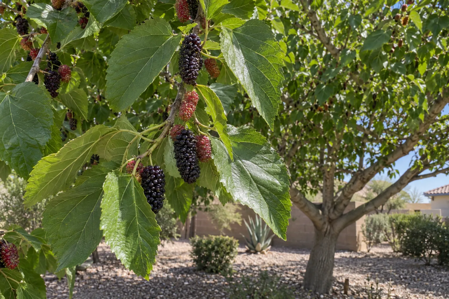 Shangri-La mulberry tree with very large bright green leaves and plump dark purple-black berries