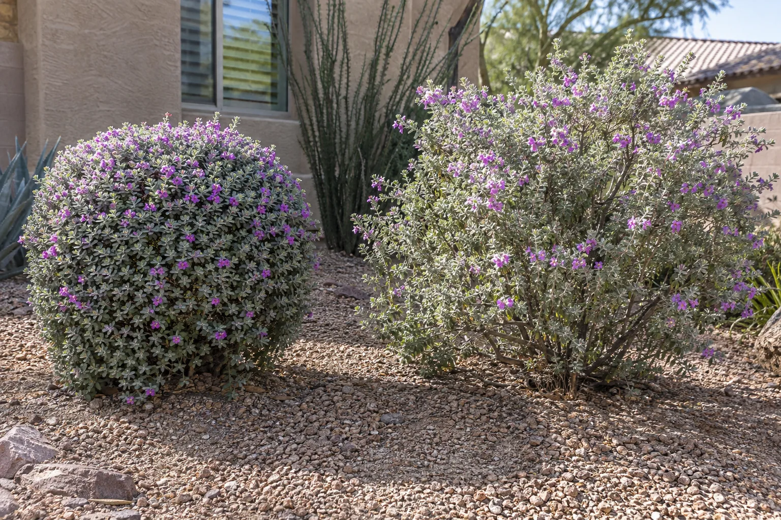 Sheared Texas sage ball next to a loose, naturally shaped shrub in a gravel yard