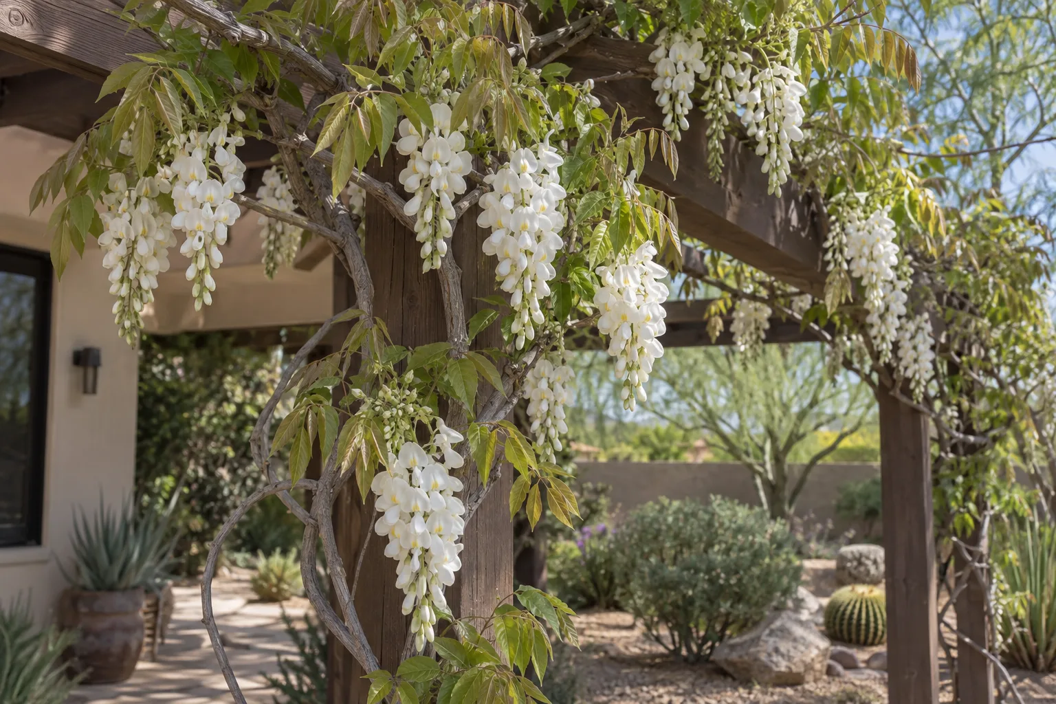 Shiro Kapitan silky wisteria on a pergola with short dense clusters of white pea-shaped flowers