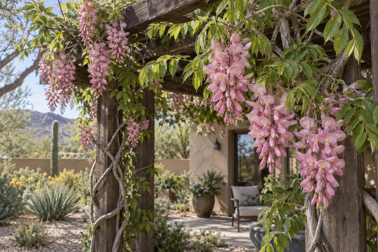 Showa-beni silky wisteria on a timber arbor with short plump clusters of rose-pink flowers