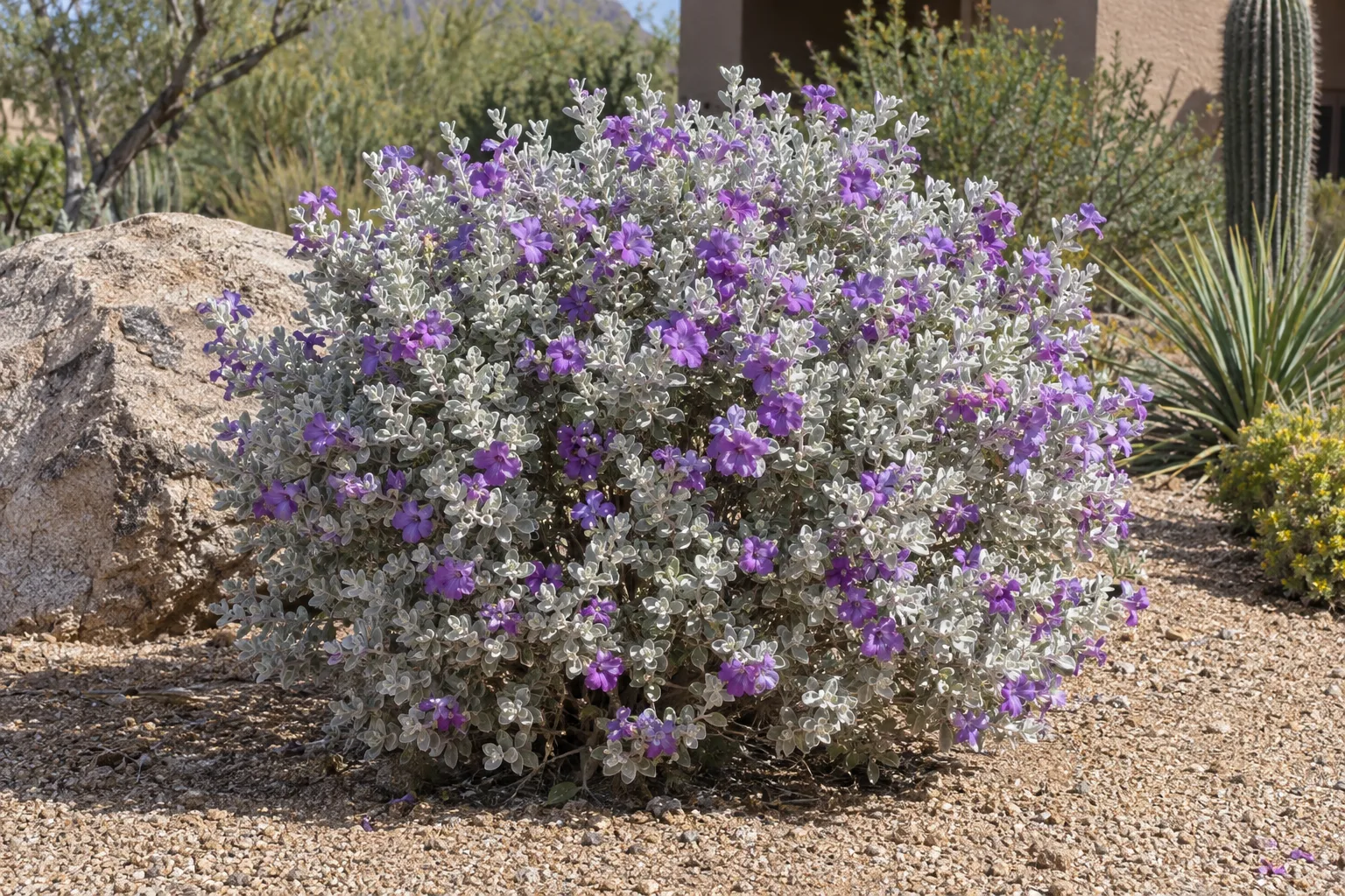 Silver leaf sage, a compact rounded shrub with silver-white foliage and deep violet-purple flowers