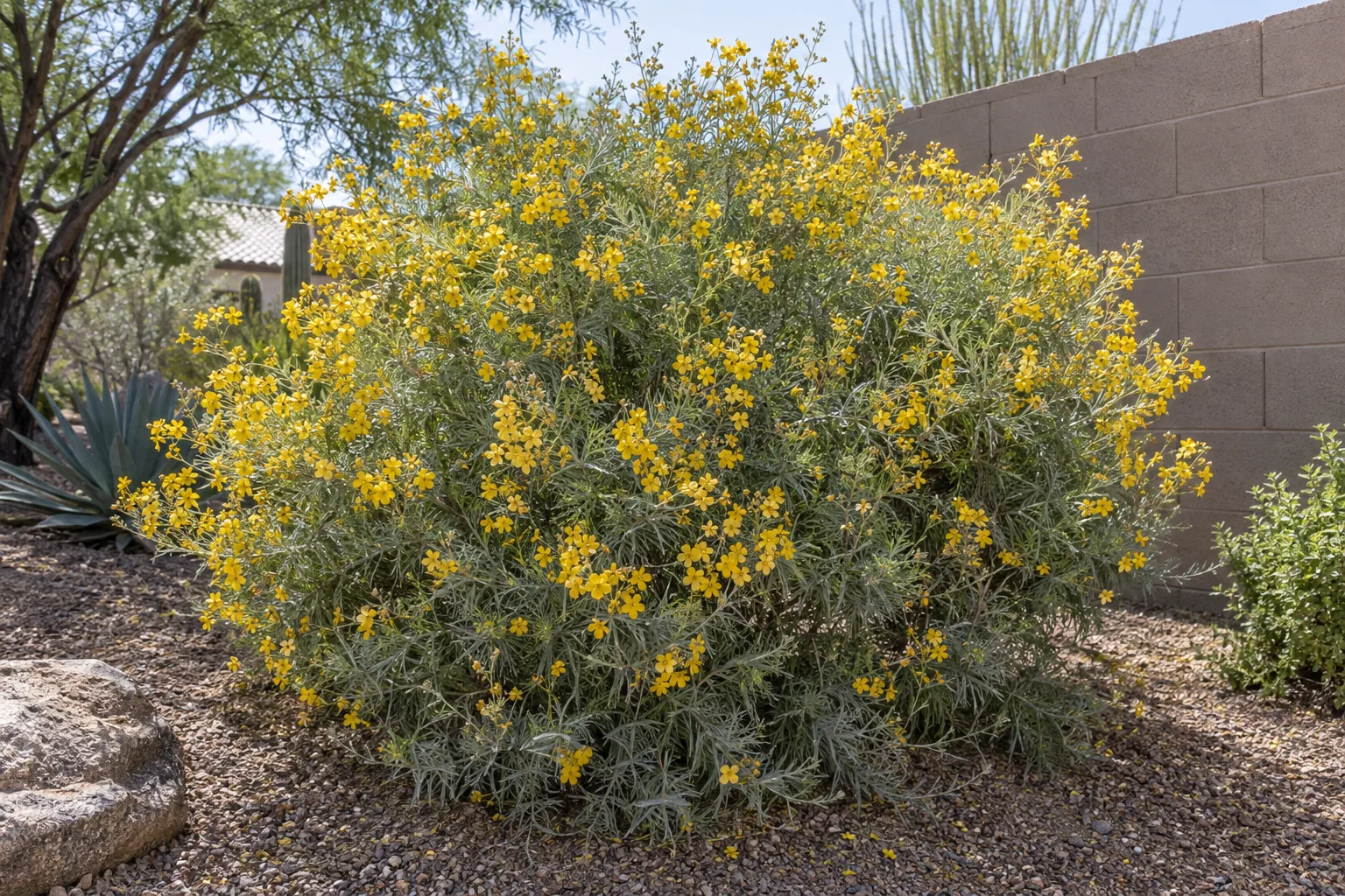 Silvery cassia shrub with fine silvery-grey foliage and golden-yellow flowers by a block wall