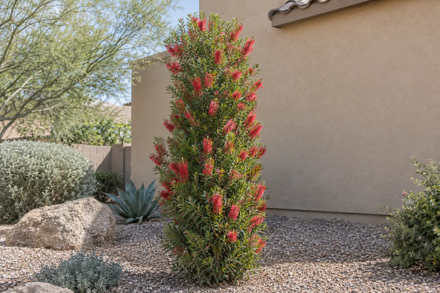 Slim bottlebrush shrub, narrow and upright, with red bottlebrush flower spikes in a gravel landscape bed