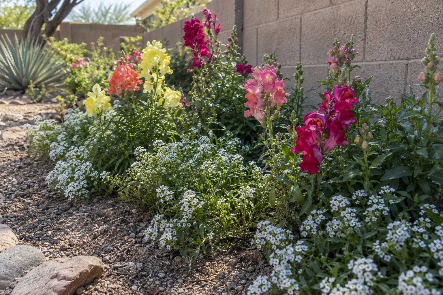 Pink and yellow snapdragons with white alyssum blooming in a desert garden bed in Queen Creek