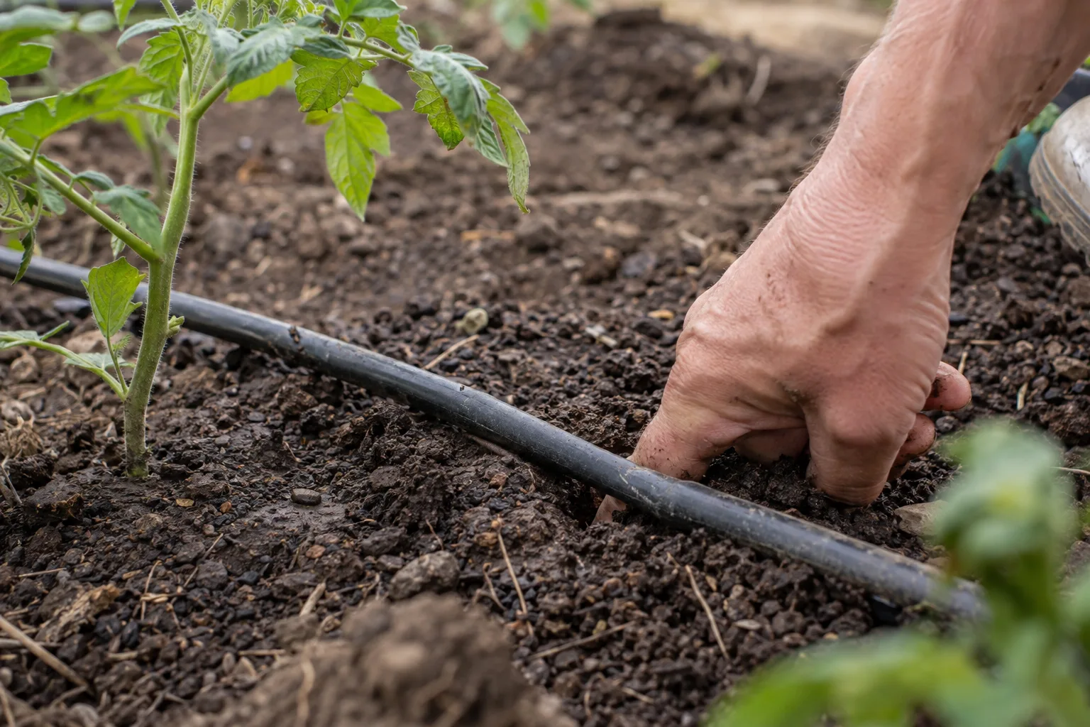 Gardener's finger testing soil moisture next to a drip emitter in a garden bed