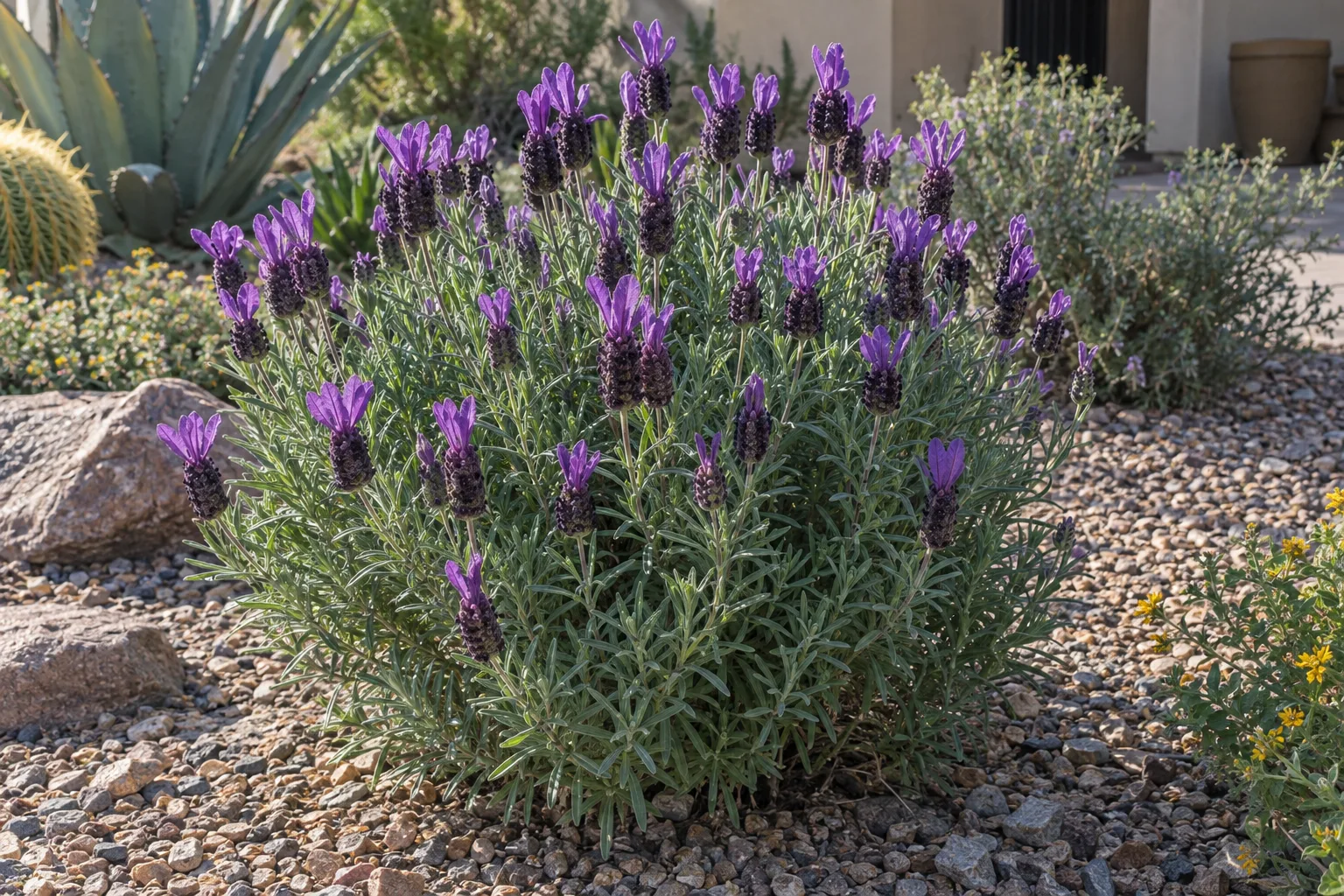 Spanish lavender with dark purple flower heads topped by purple ear-like bracts over gray-green foliage
