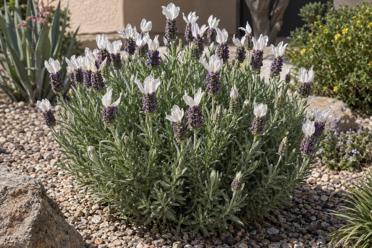 Spanish lavender with flower heads topped by white ear-like bracts over gray-green foliage in a gravel bed