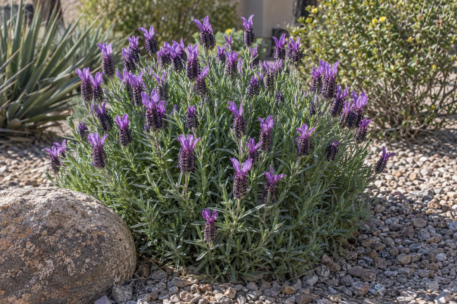 Spanish lavender with plump purple flower heads crowned by purple bracts over gray-green foliage, by a boulder