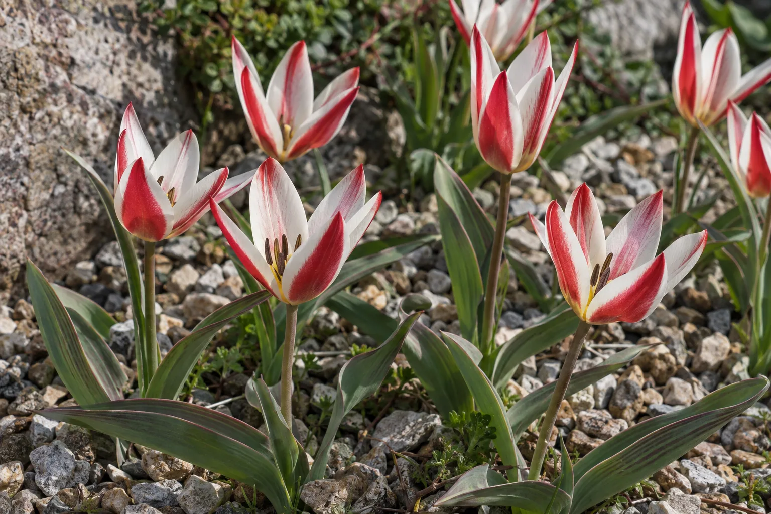 Small striped species tulips blooming in a gravel bed on a sunny day