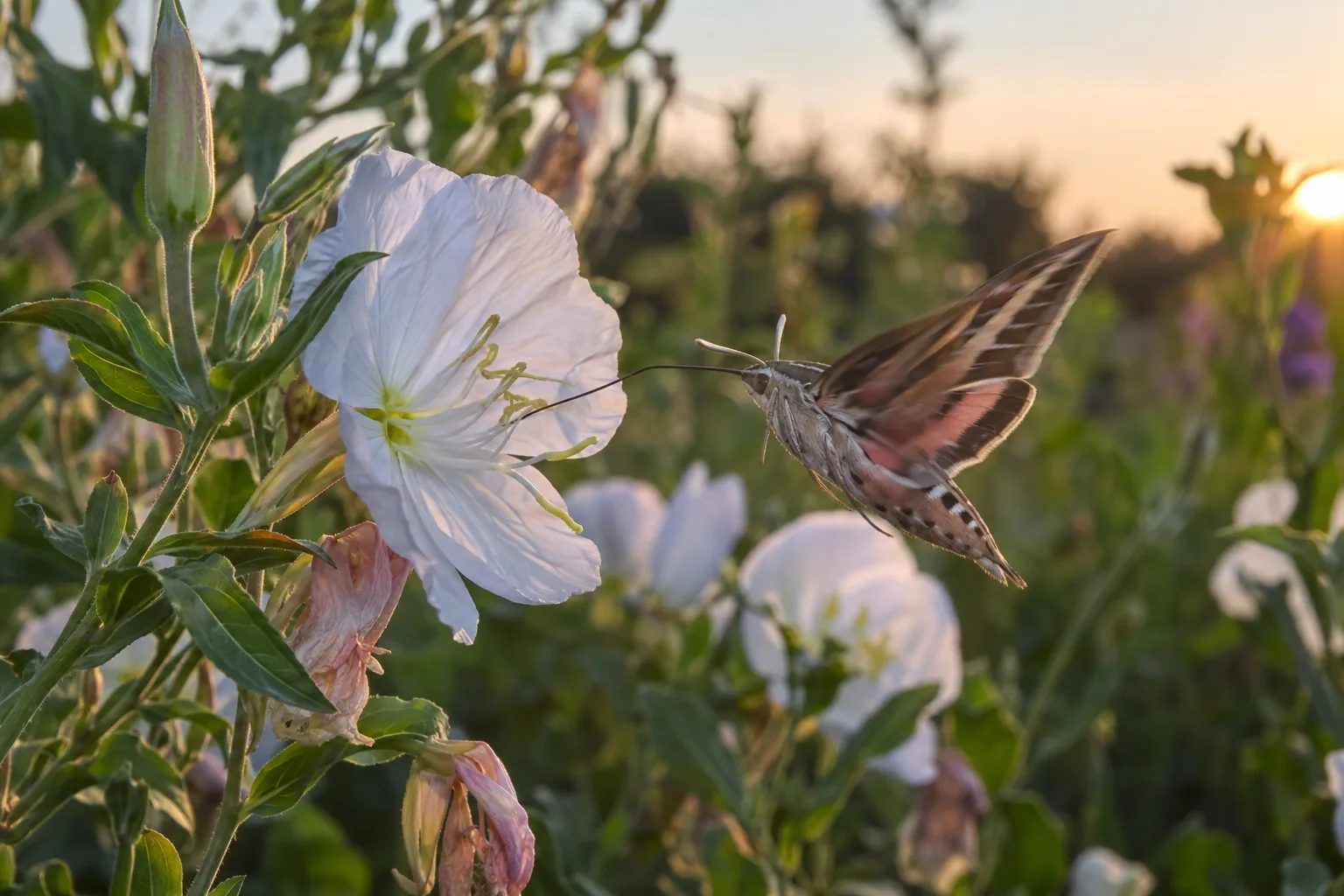 Sphinx moth hovering at a white trumpet flower while feeding on nectar at dusk
