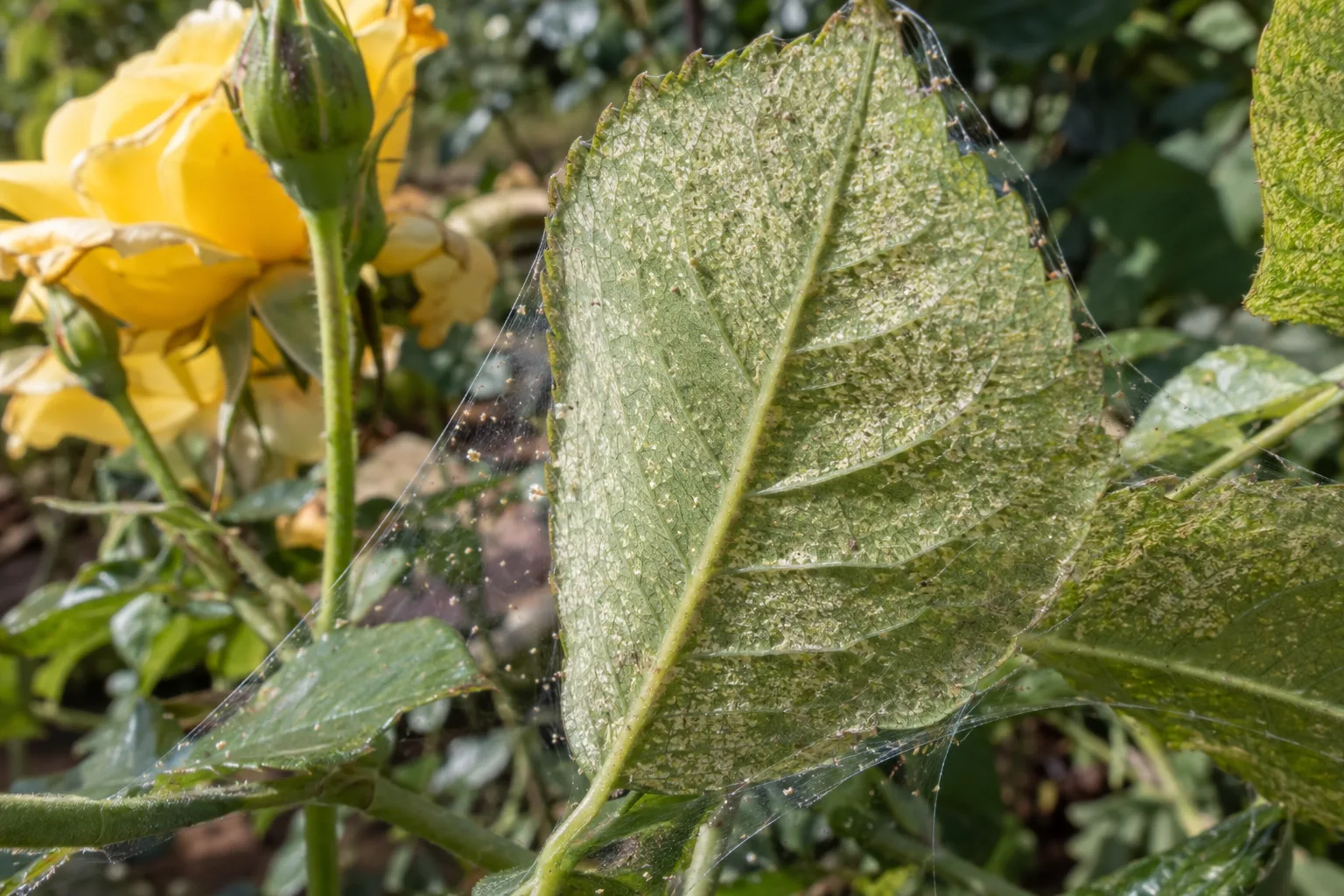 Spider mite webbing and yellow stippling on the underside of a garden leaf