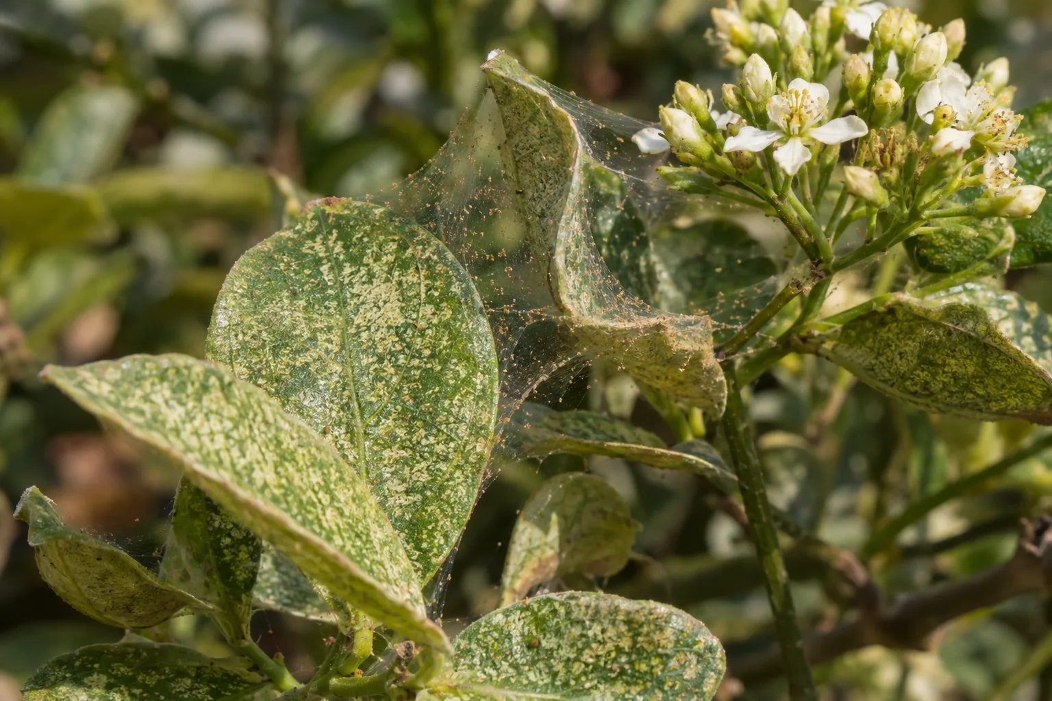 Fine spider mite webbing and pale stippling on the underside of a leaf