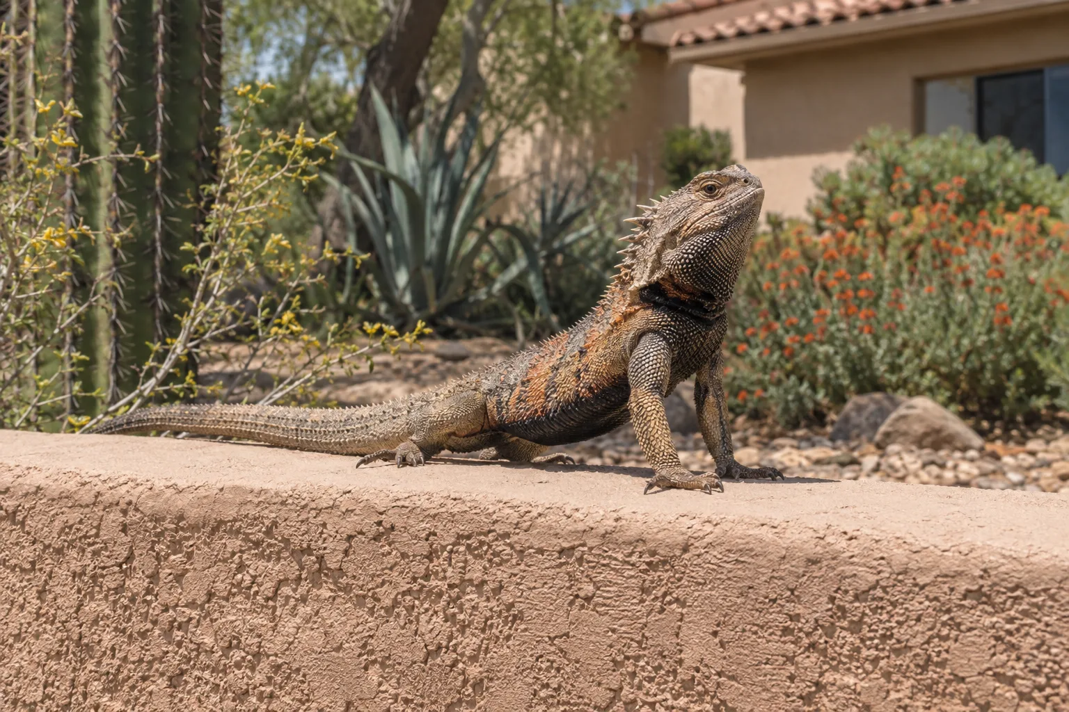 Large spiny lizard perched on top of a stucco wall doing push-up display