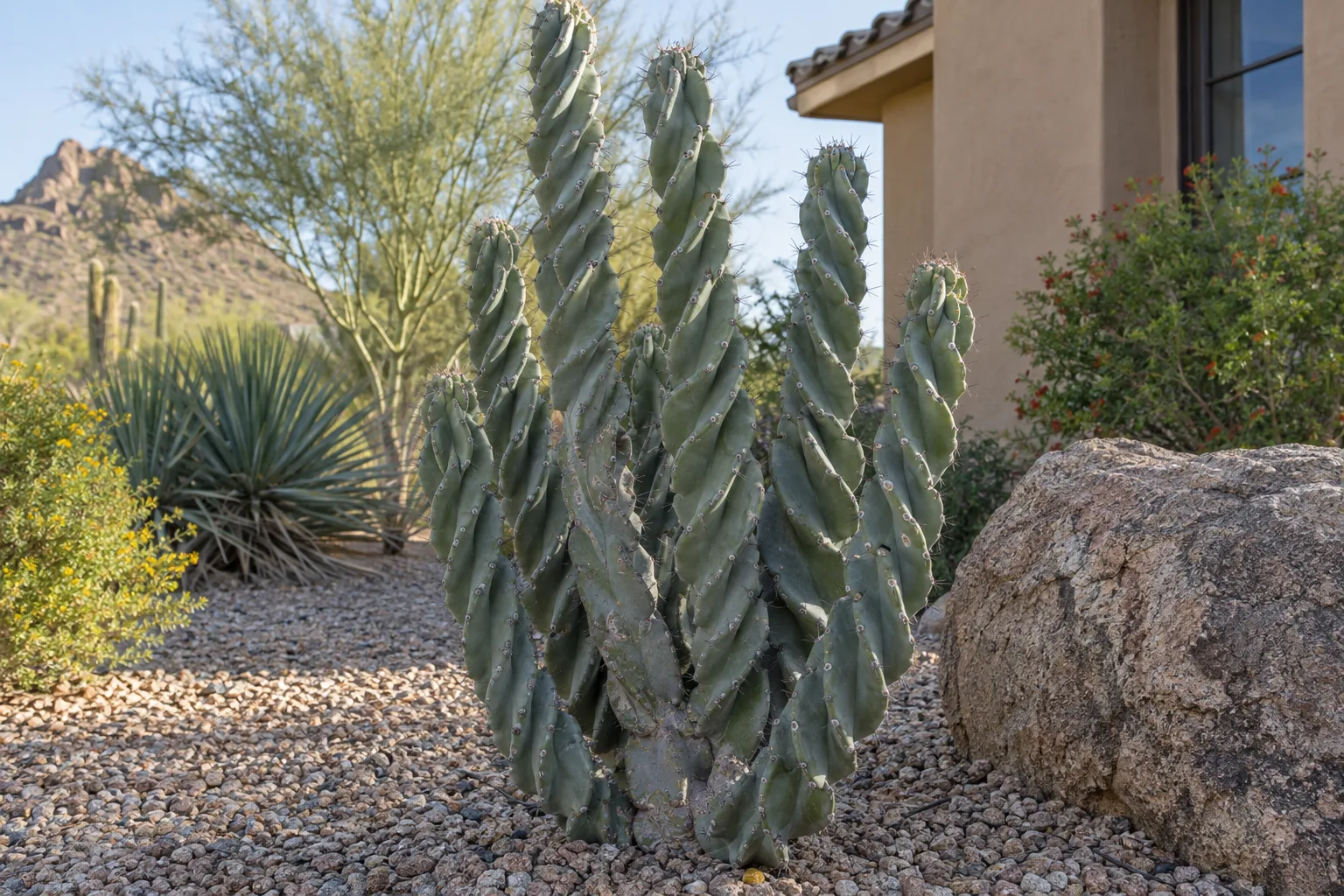 Spiral cereus with blue-green columns whose ribs twist in a corkscrew spiral in a gravel yard