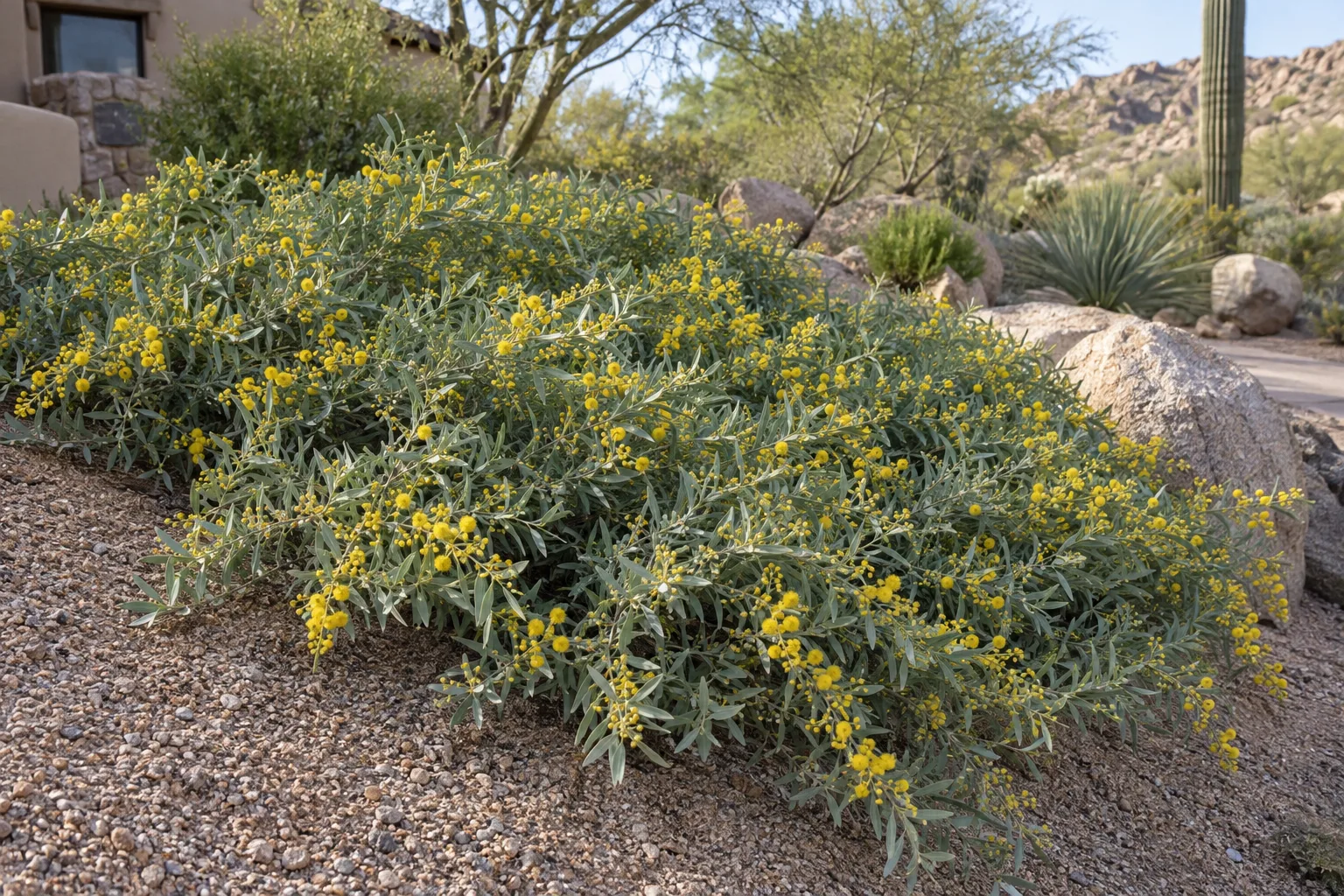 Spreading acacia groundcover mound with grey-green leaves and yellow puffball flowers