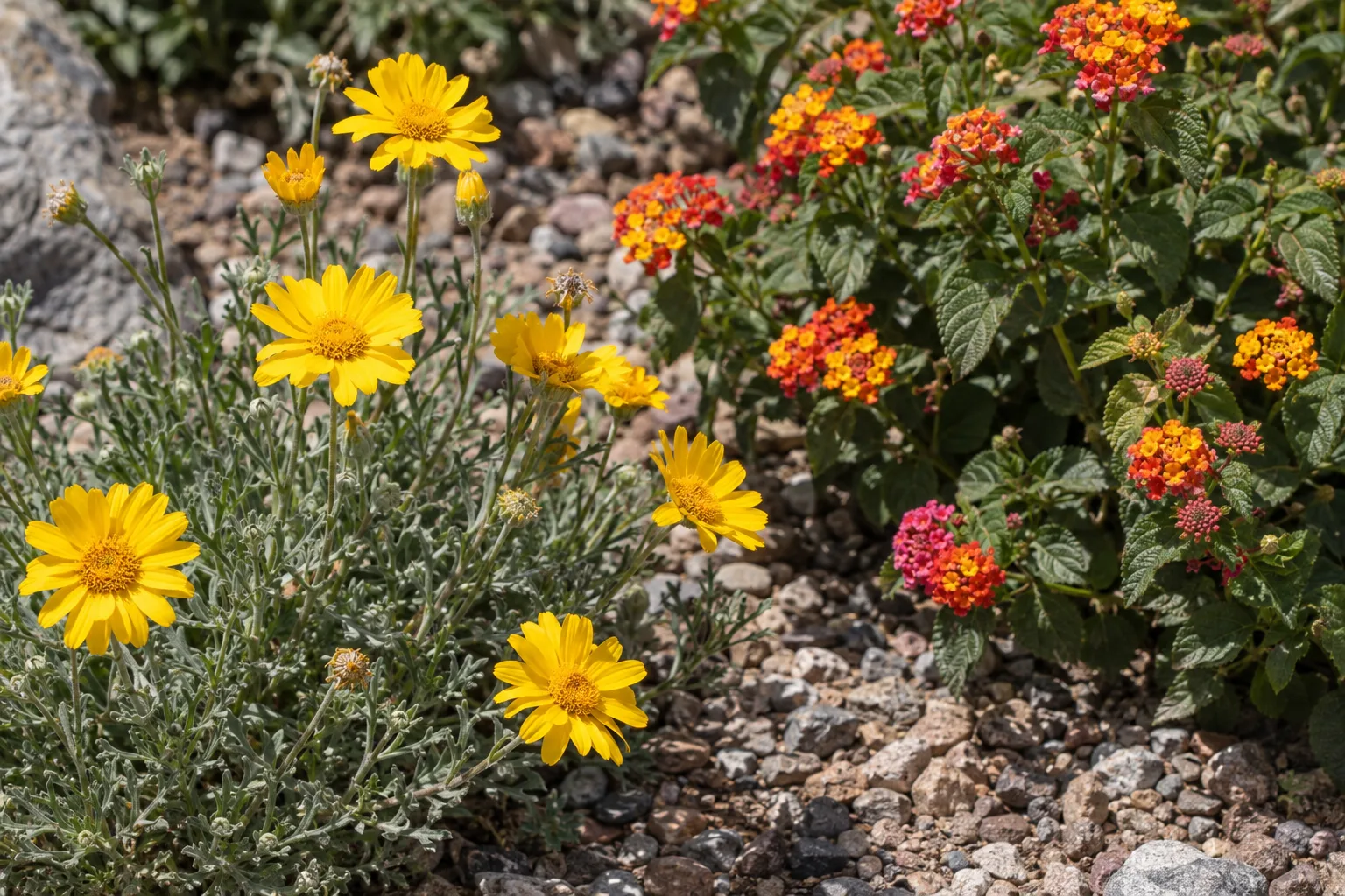 Yellow desert marigold blooming beside orange lantana in a gravel garden bed