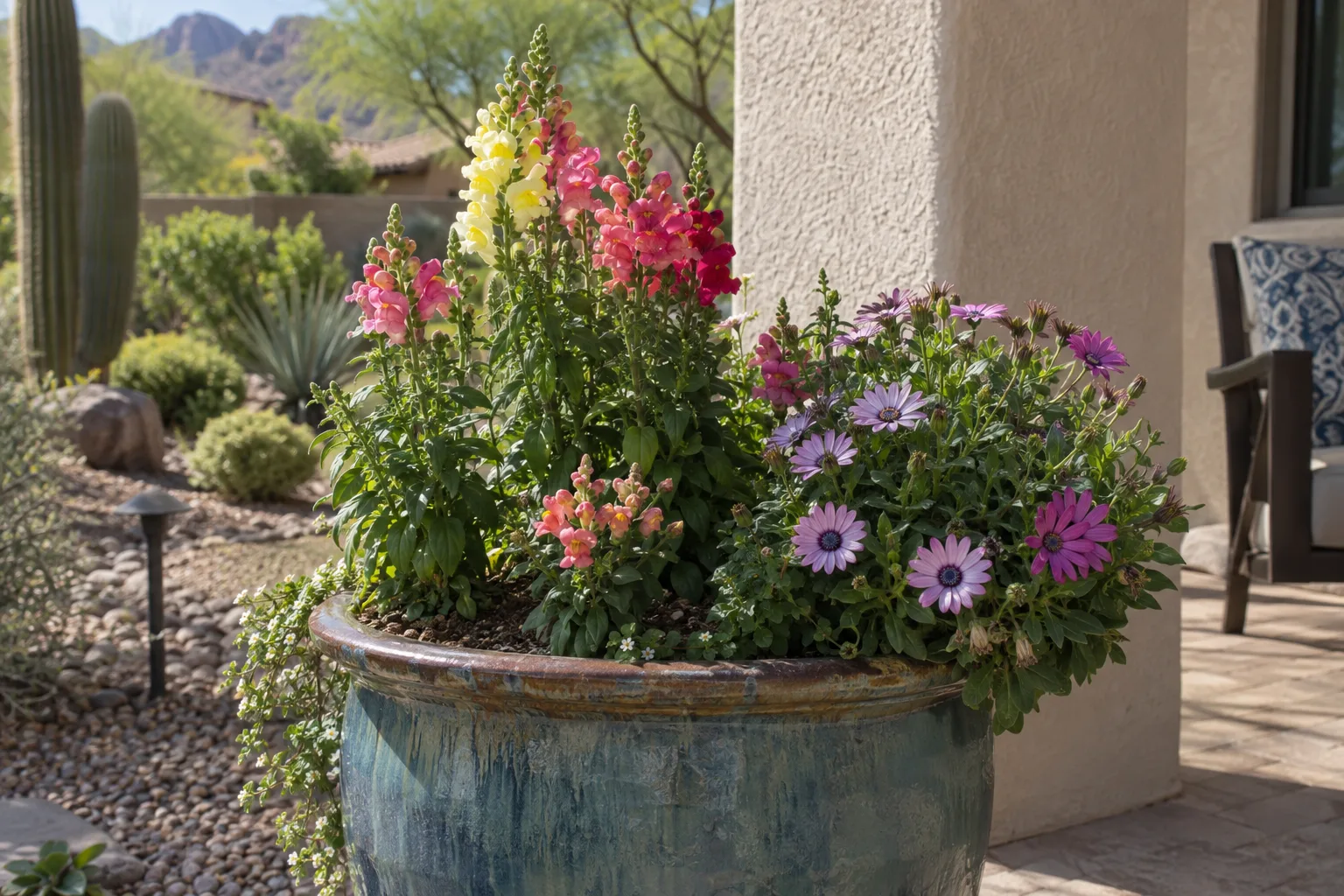 Pink snapdragons and purple African daisies growing together in a large glazed pot on a patio