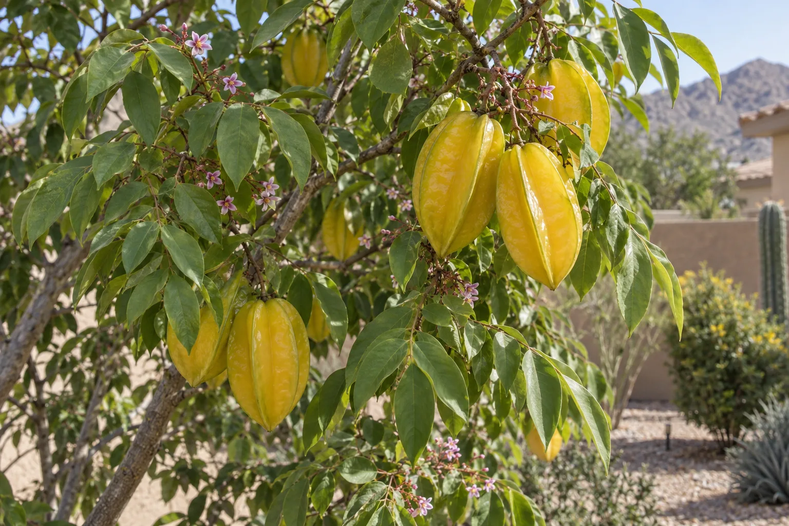 Sri Kembangan starfruit tree with large golden-yellow five-ribbed fruit hanging among green leaflets