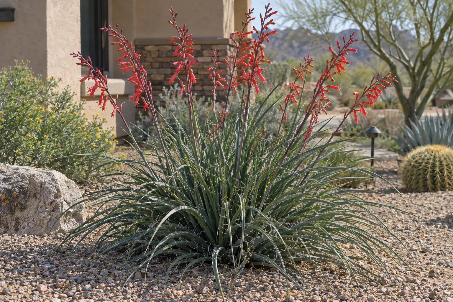 Stoplight red yucca with arching blue-green leaves and vivid red flower stalks in a granite bed