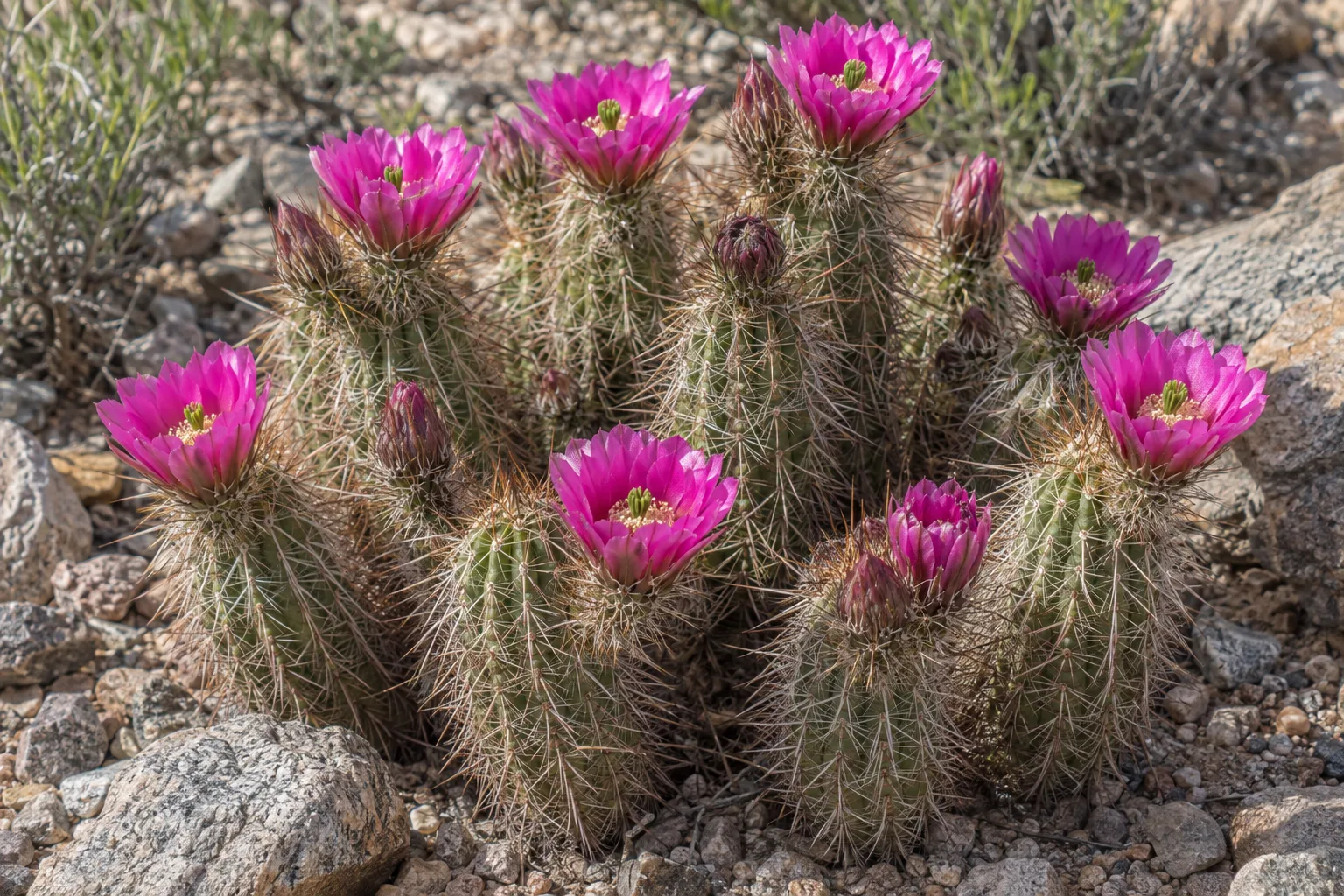 Strawberry hedgehog cactus clump with spiny stems and large magenta flowers in desert gravel