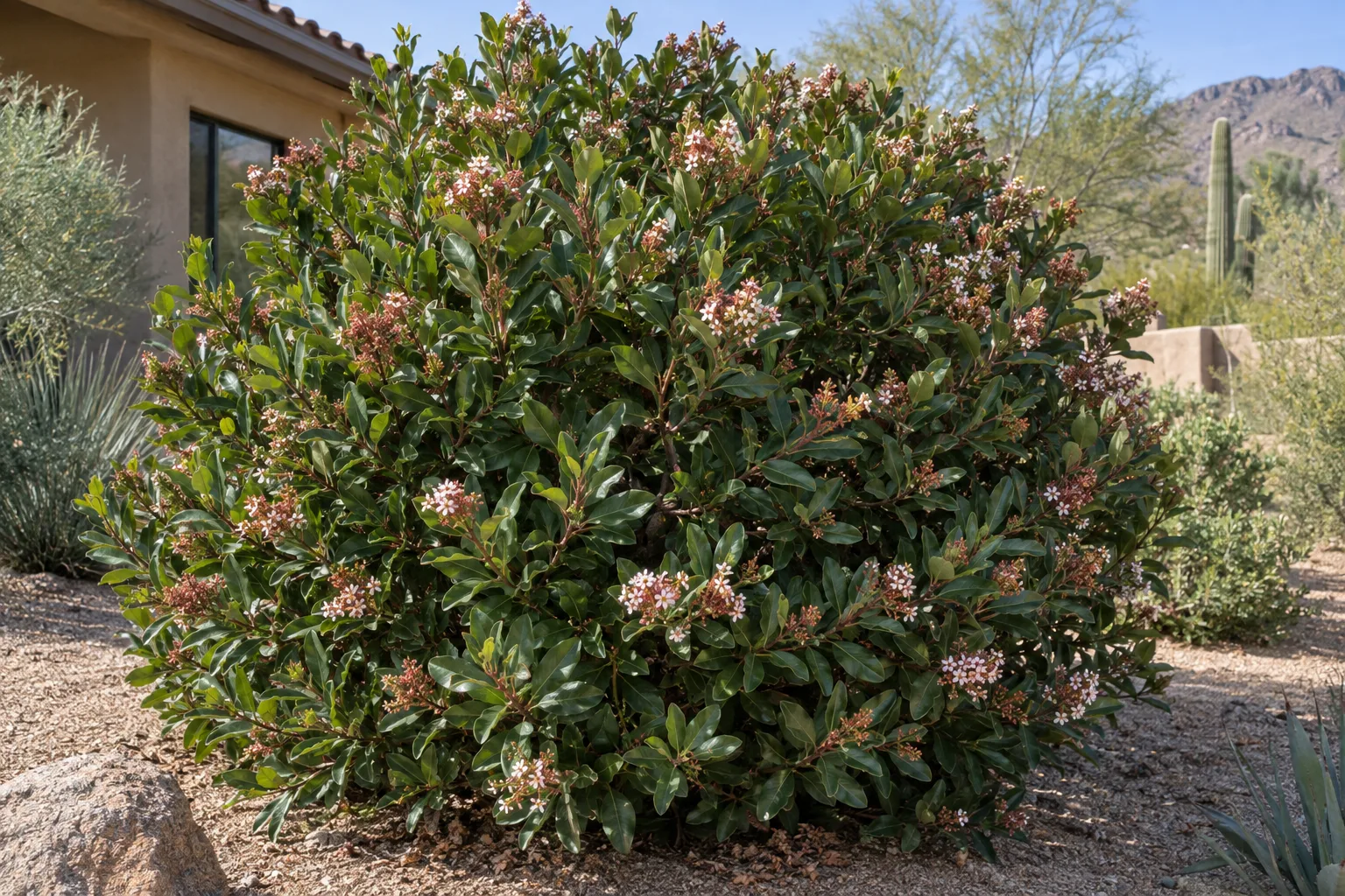 Sugar bush, a large rounded evergreen shrub with glossy folded leaves and small pink-white flower clusters