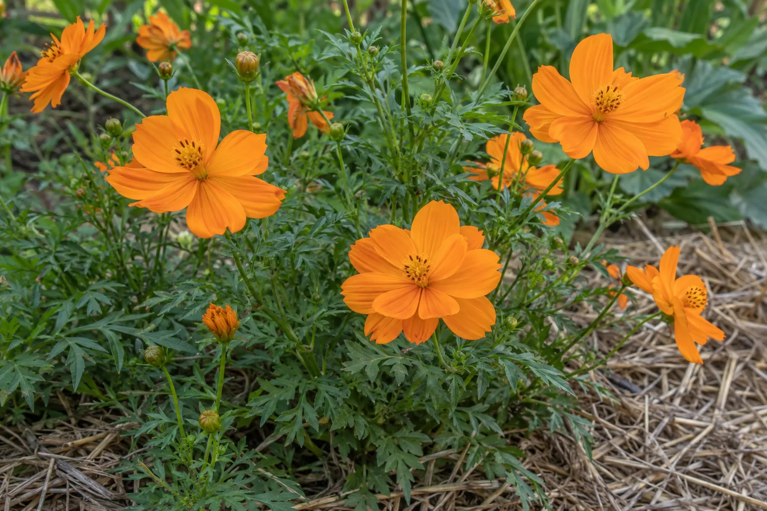 Orange sulphur cosmos blooming in afternoon shade with straw mulch around the stems