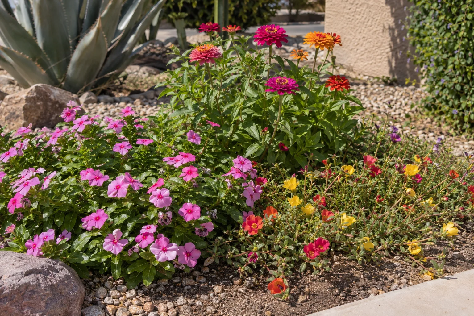 Pink vinca and orange zinnia blooming in a sunny low desert flower bed