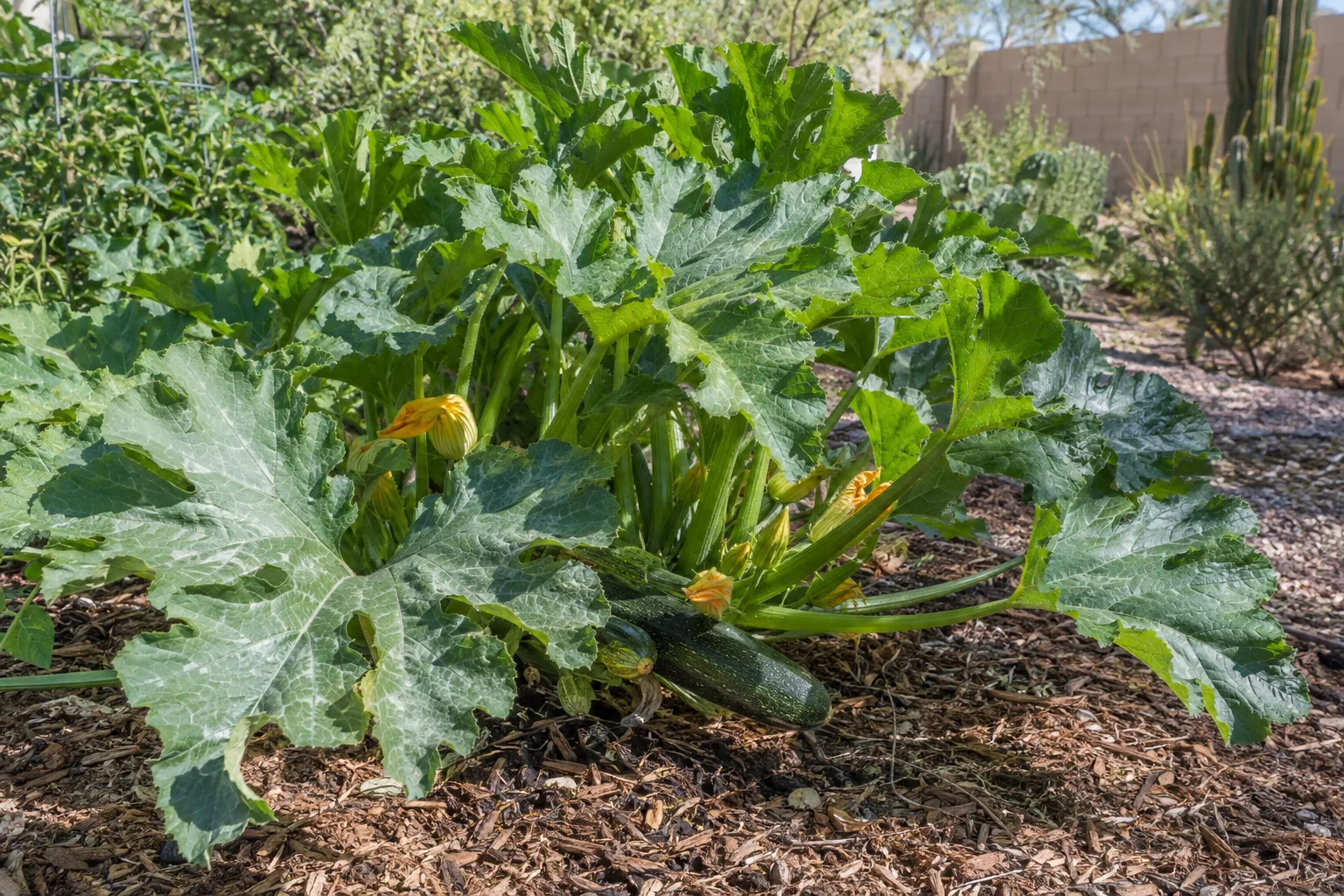 Zucchini plant with broad leaves shading mulched soil in a Queen Creek garden bed