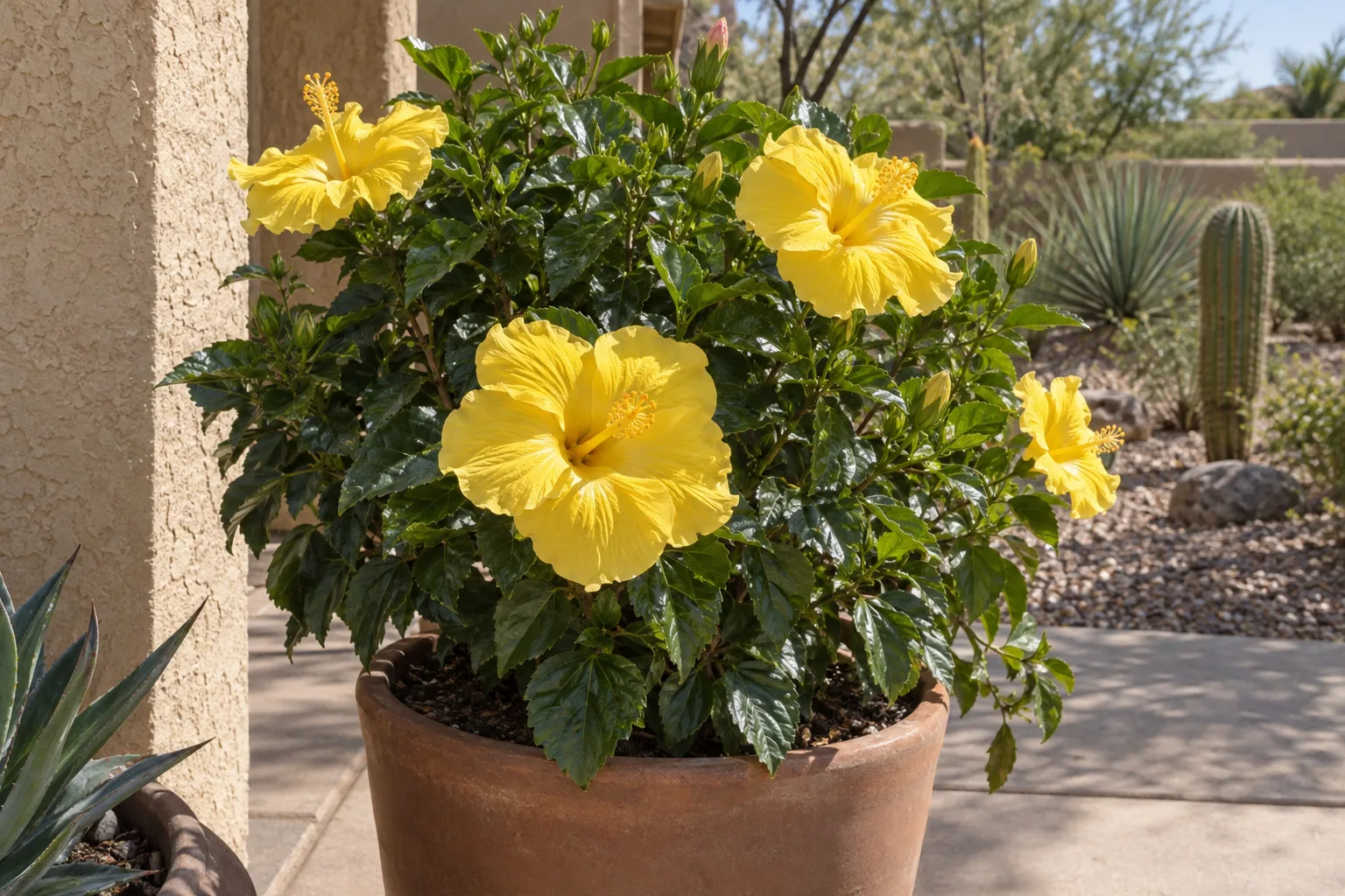 Yellow tropical hibiscus blooming in a terracotta pot on a sunny patio