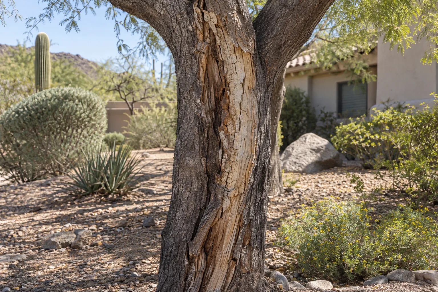 Cracked, sun-damaged bark on the sunny side of a tree trunk in a desert yard