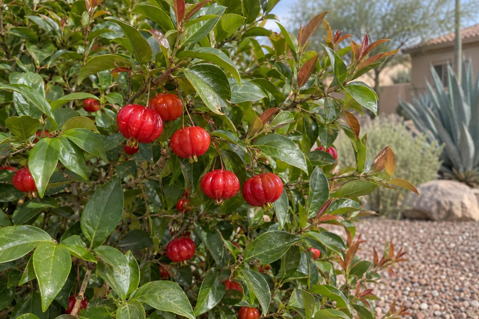 Surinam cherry shrub with glossy leaves, bronze new growth and ribbed bright red pumpkin-shaped fruit