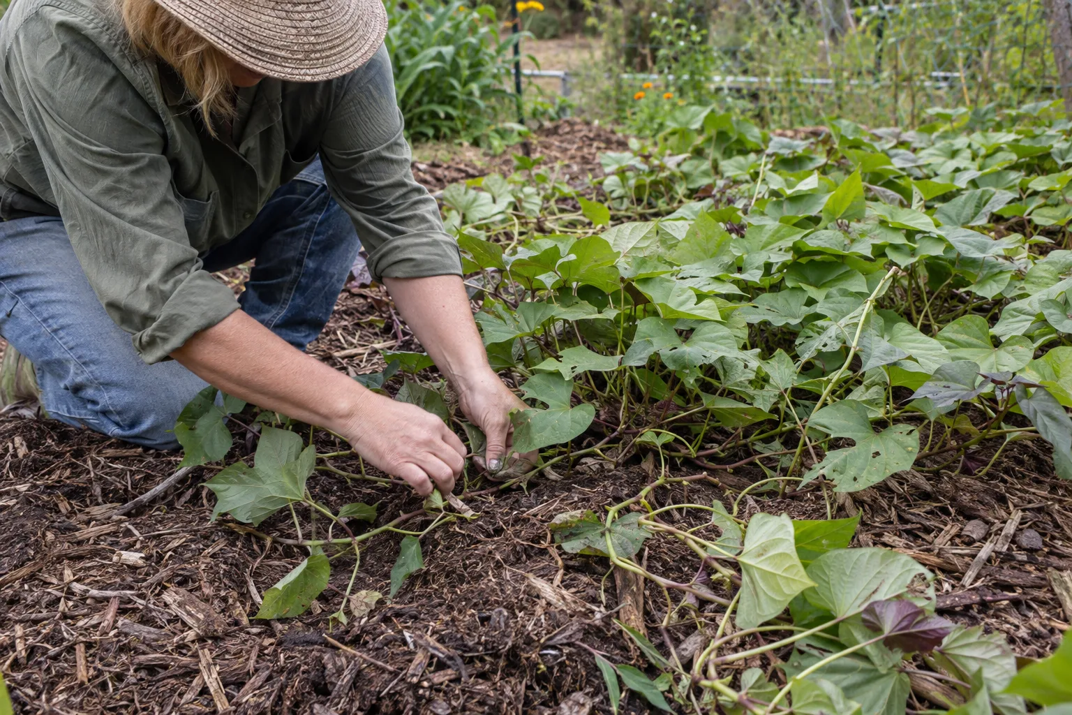 Sweet potato vines covering mulched soil in a low desert garden in midsummer