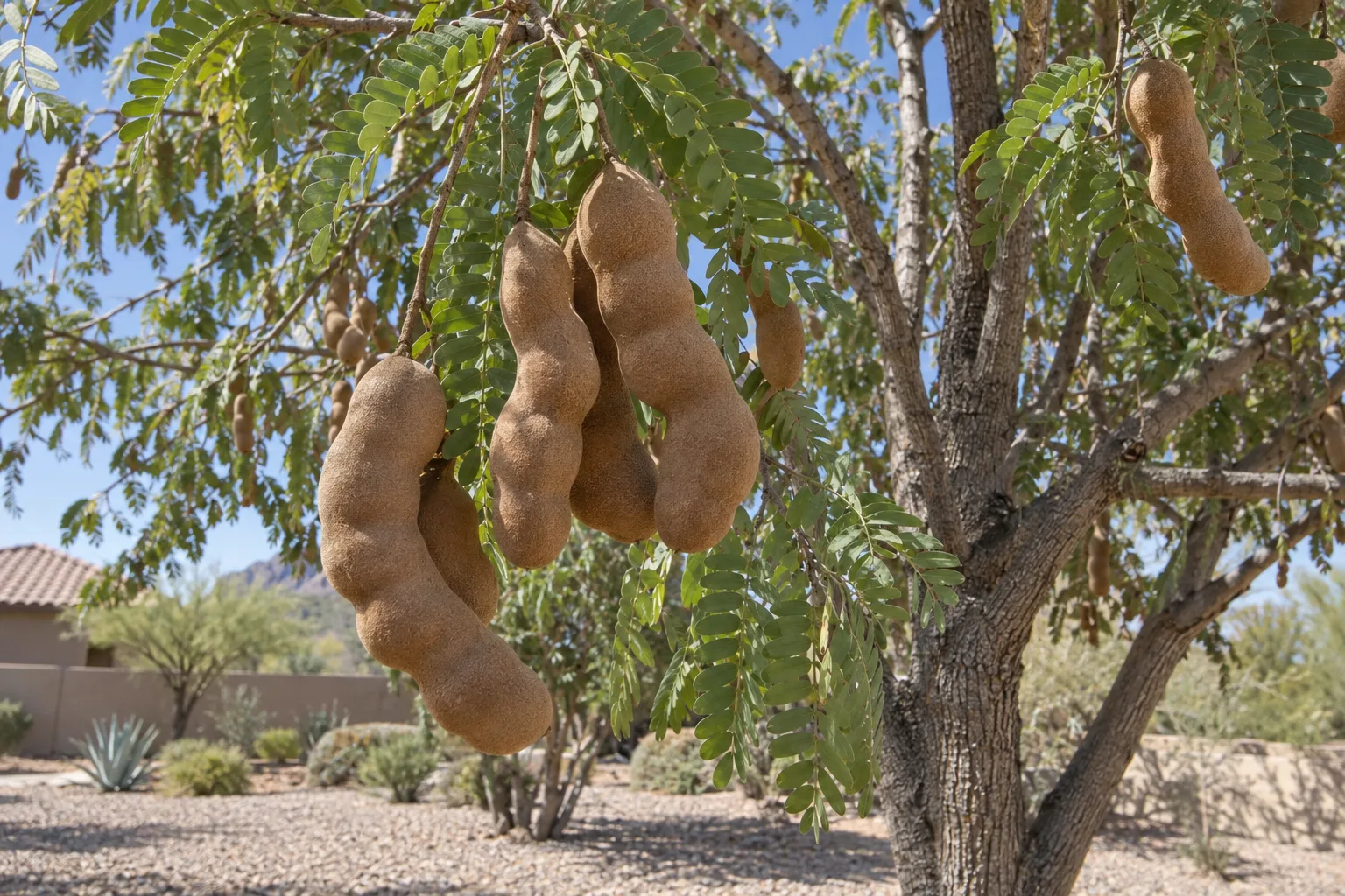 Tamarind tree with feathery leaves and clusters of curved cinnamon-brown pods