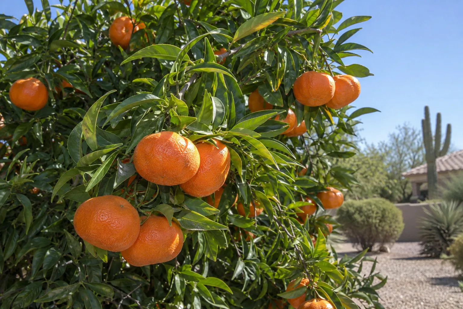 Tangerine mandarin tree with clusters of flattened deep reddish-orange fruit among glossy leaves