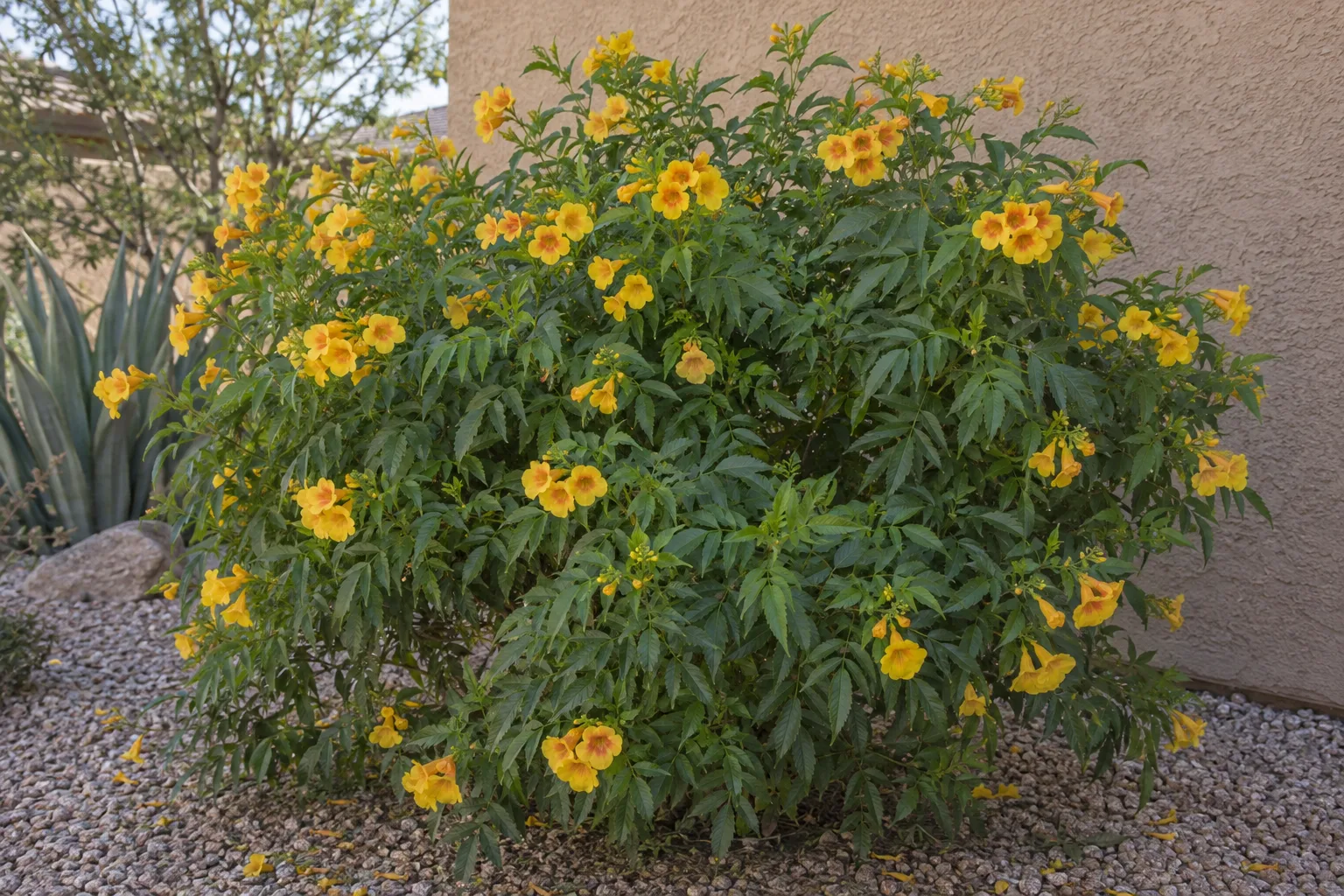 Tecoma shrub with yellow and orange trumpet flowers beside a stucco wall