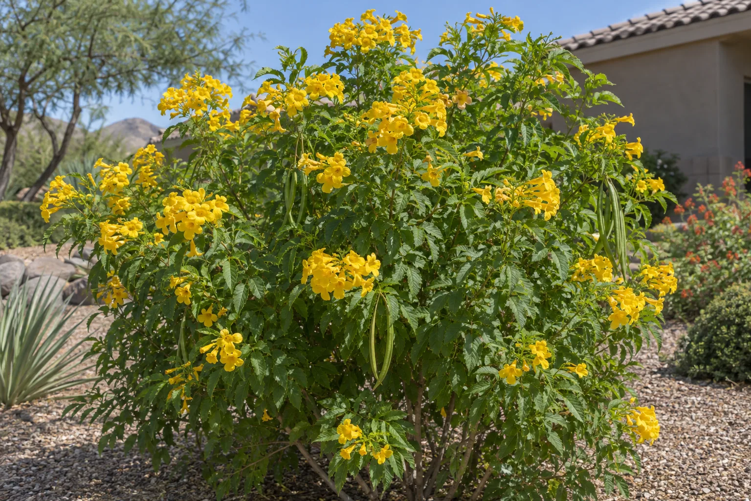 Gold Star yellow bells shrub with lush green leaves and clusters of golden trumpet flowers