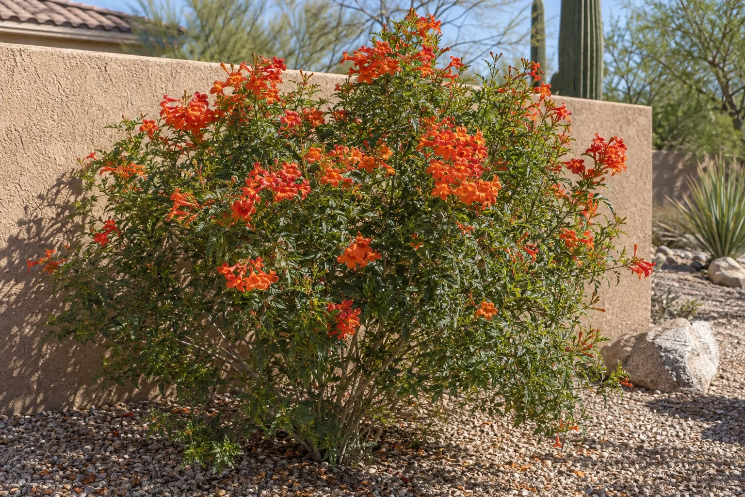 Tender flowering shrub planted against a sunny stucco wall in a Queen Creek yard