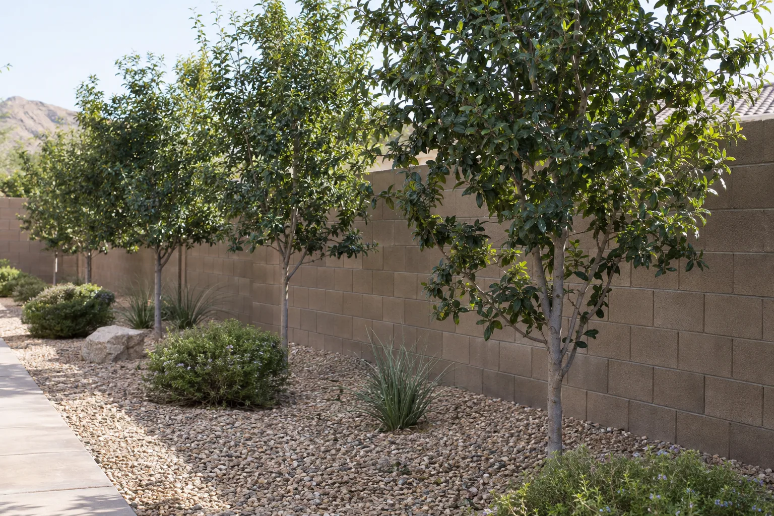 Young Texas ebony trees planted in a row along a block wall in Queen Creek
