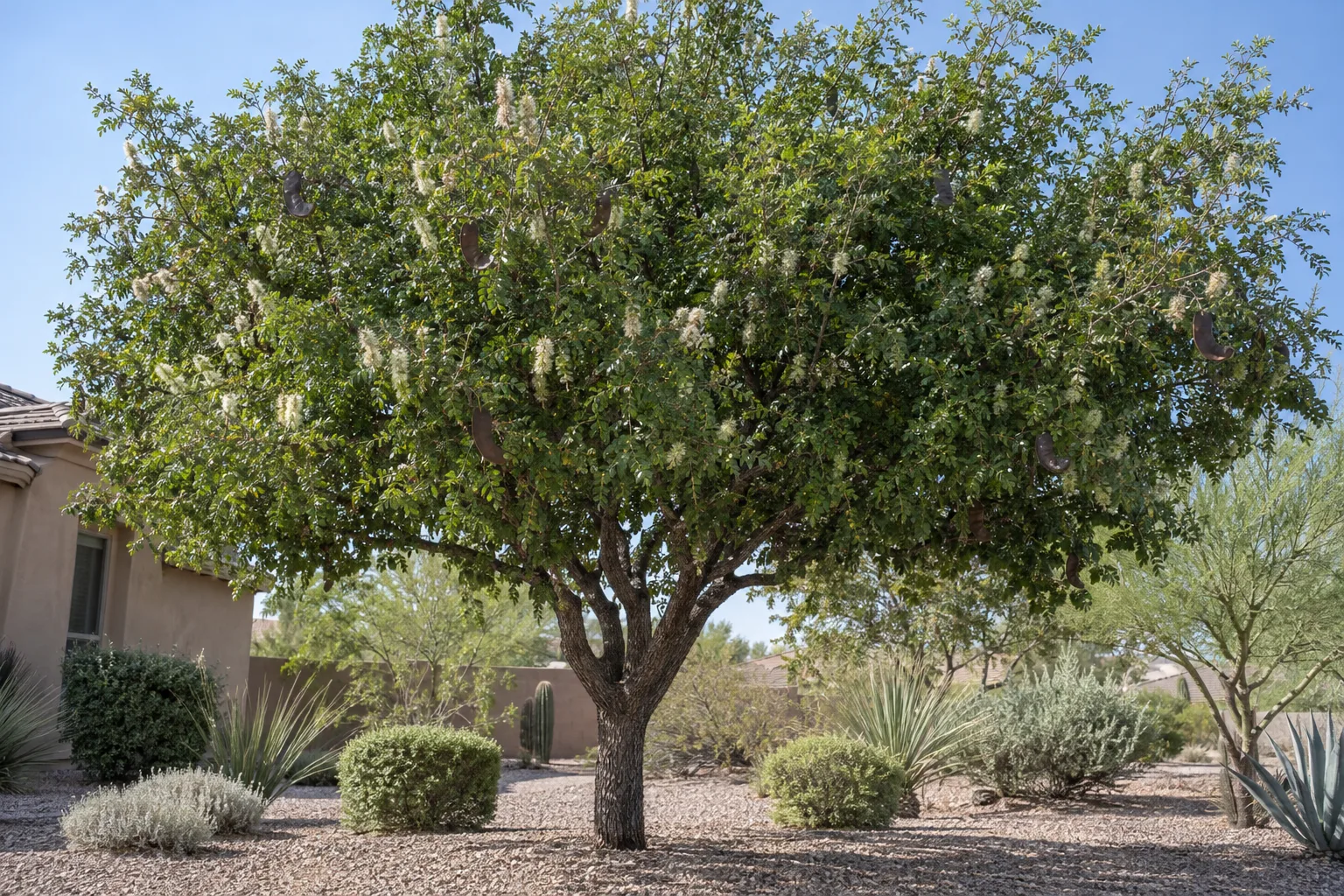 Texas ebony tree with dark bark and a dense rounded canopy of small glossy dark green leaves in a gravel yard