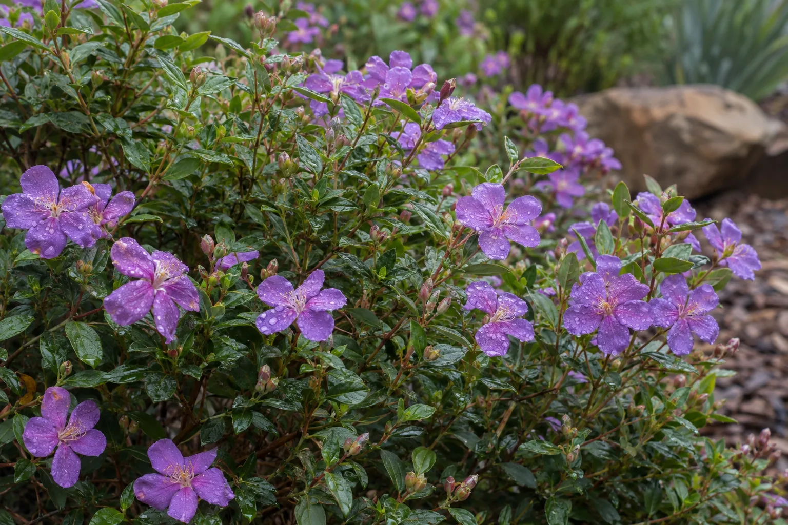 Silver-leafed Texas ranger shrub covered in lavender-purple flowers after monsoon humidity