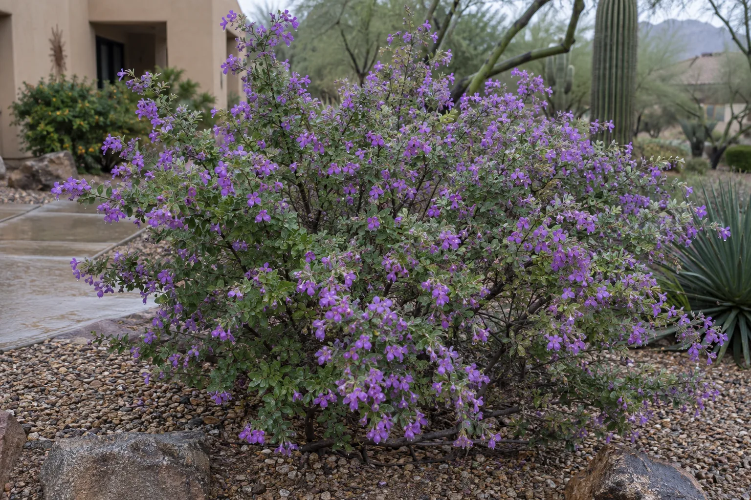 Texas ranger shrub covered in purple blooms against a block wall after monsoon rain