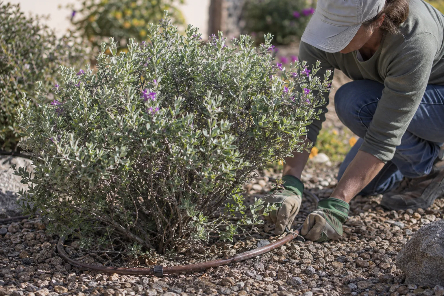 Pruned Texas sage with fresh leaves, drip irrigation and gravel mulch in Queen Creek