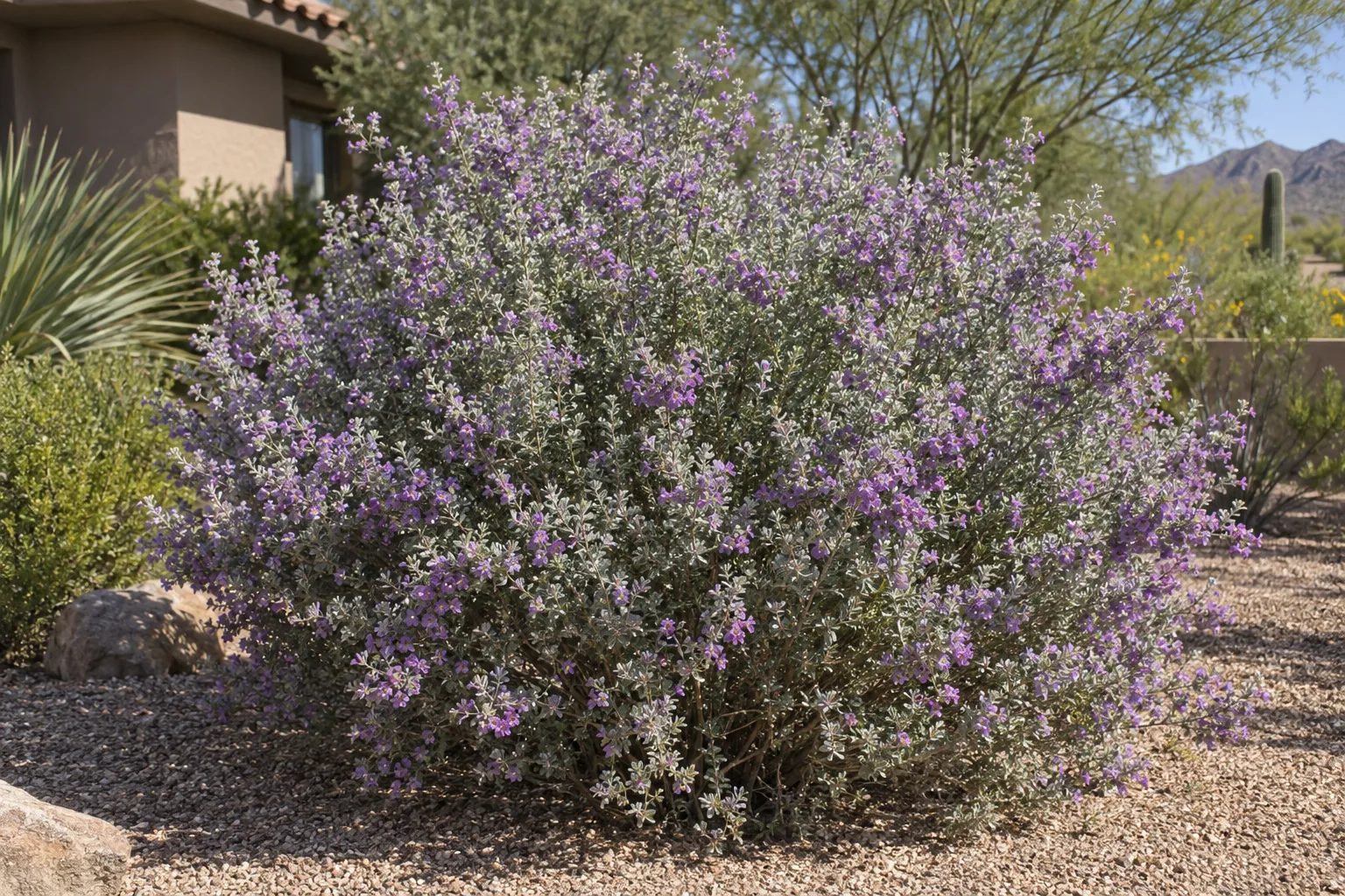 Texas sage shrub with silvery gray-green foliage and purple flowers in a gravel landscape bed