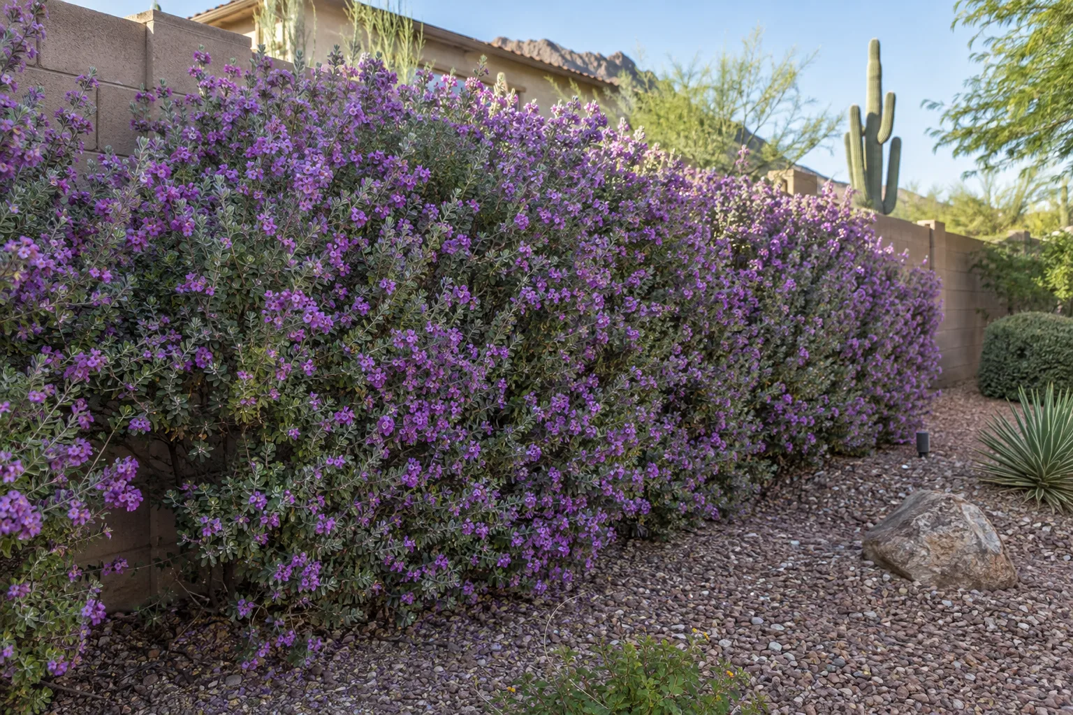 Purple-flowering Texas sage hedge screening a backyard block wall in an Arizona garden