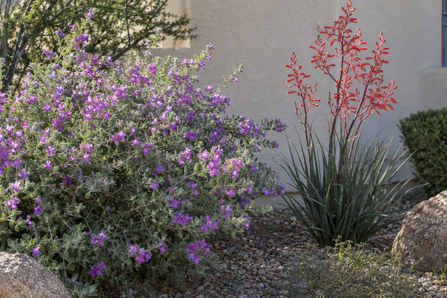 Purple-flowering Texas sage and red yucca spikes in front of a light stucco wall