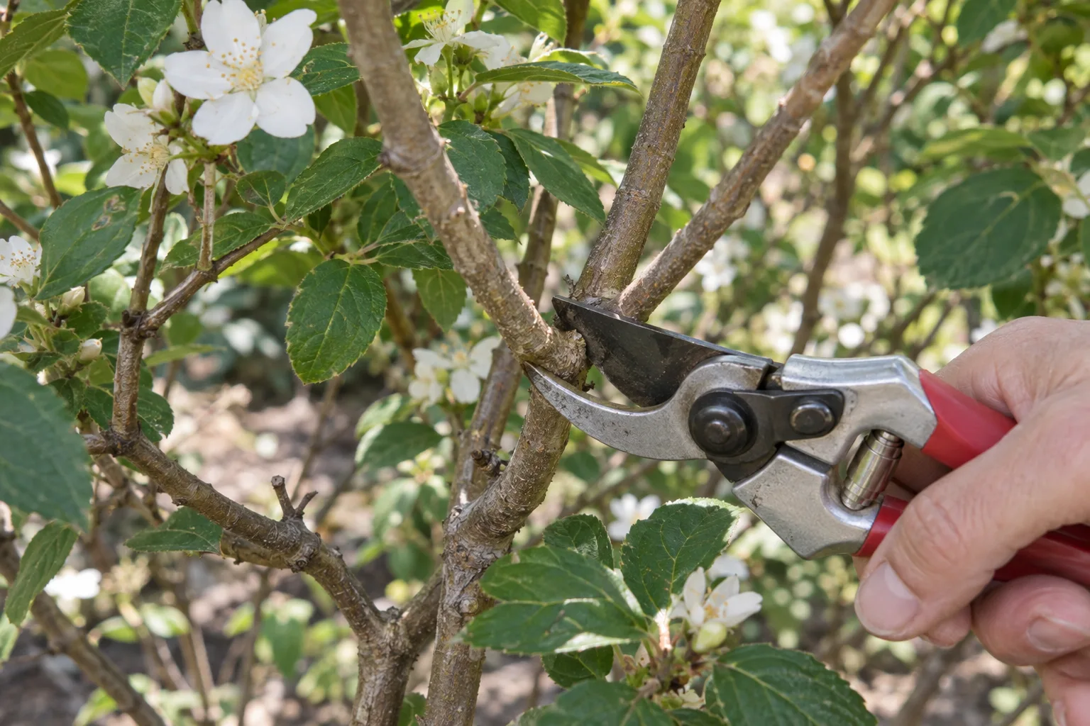 Bypass pruners making a thinning cut where a branch meets the main stem
