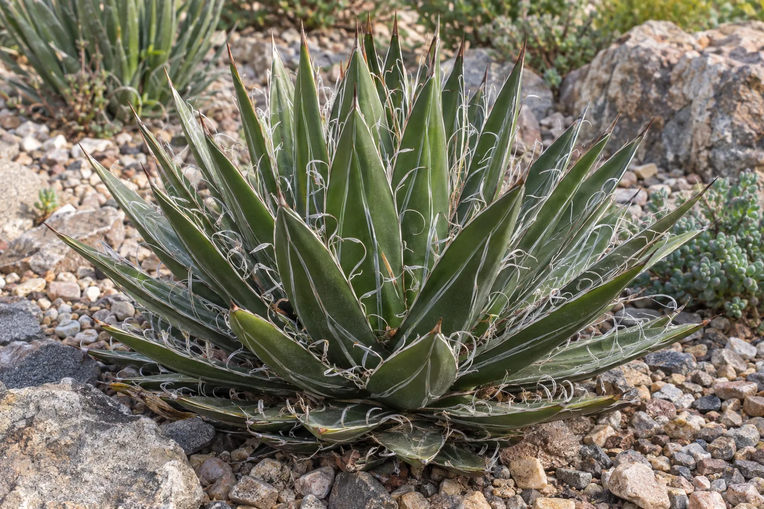 Thread leaf agave rosette of narrow dark green leaves with curling white threads in a rock garden