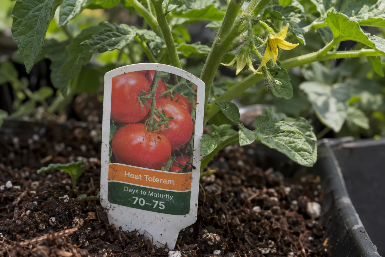 Hand holding a tomato transplant tag that lists days to maturity and heat tolerance